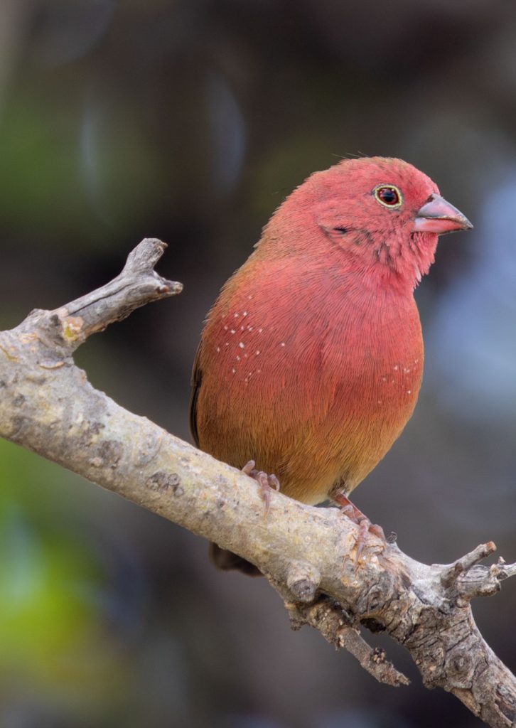 firefinch in the Sunbirds Lodge Chobe garden