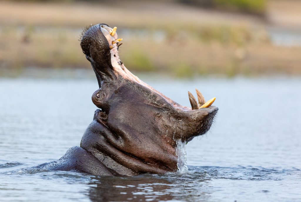 hippos chobe river