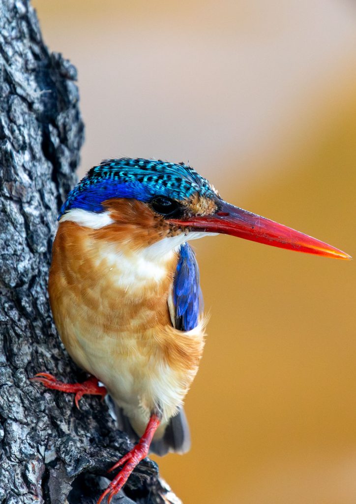 sunbirds-chobe-malachite kingfisher