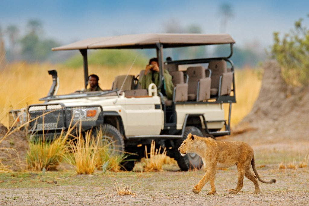 safari with lions, sunbirds lodge chobe