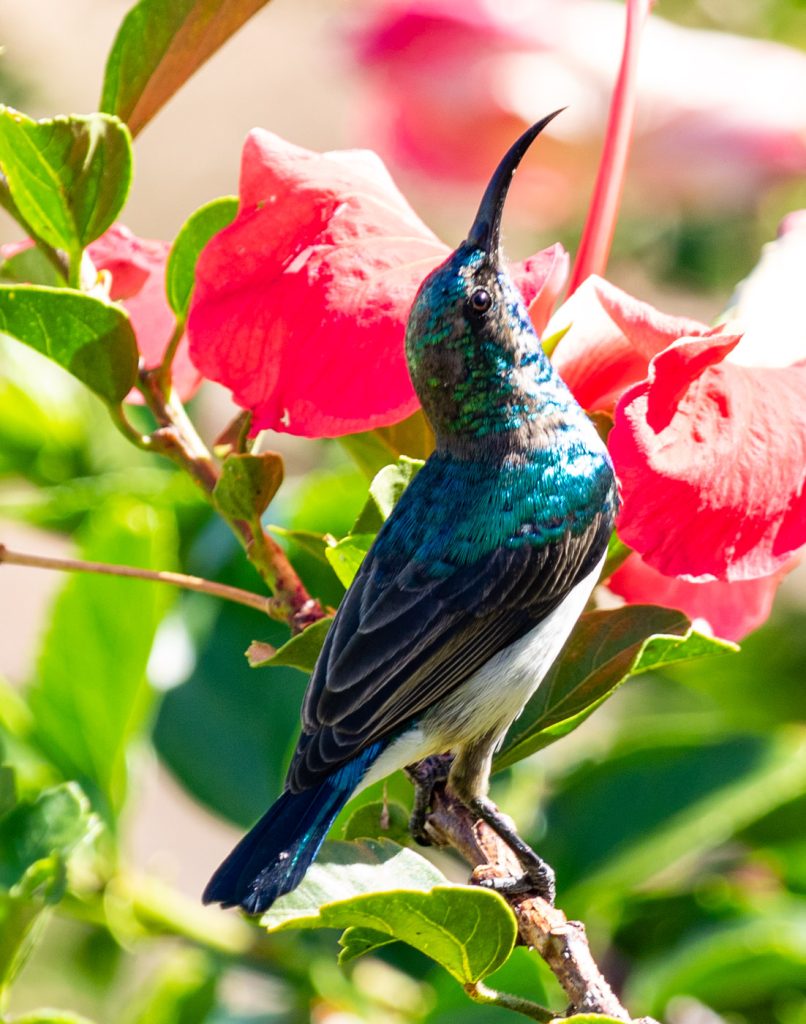white bellied sunbird in the Sunbirds Lodge Chobe garden